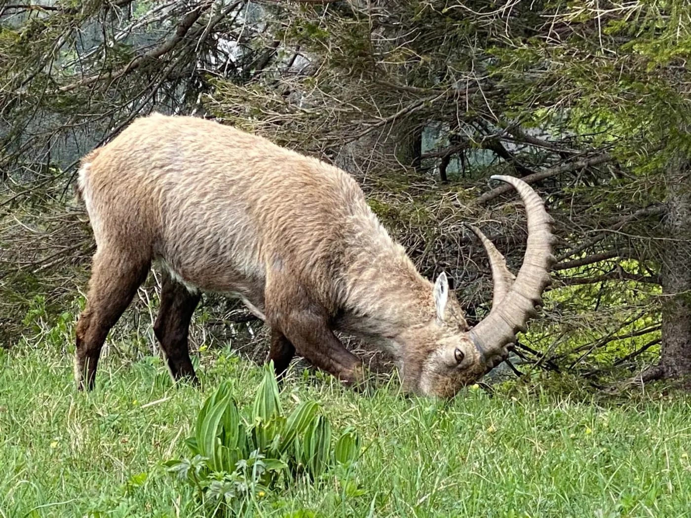 Mâle bouquetin tête baissée broutant l'herbe printanière à l'orée d'un bois du Creux du Van