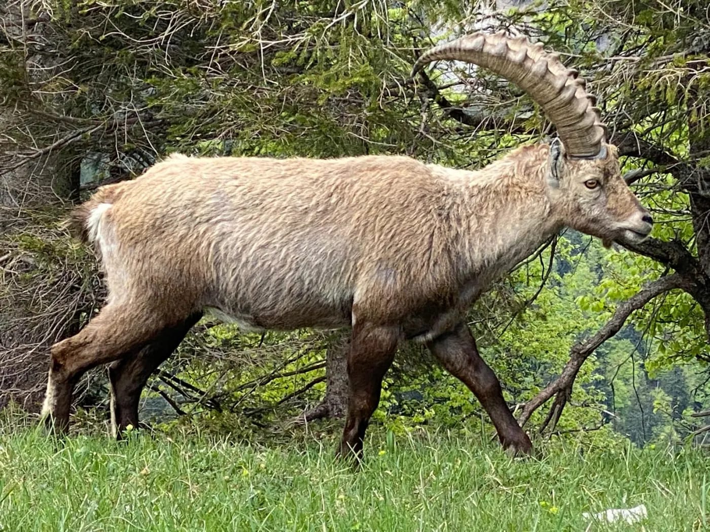 Vieux mâle bouquetin avec ses grandes cornes courbées, marchant dans une prairie en lisière du Creux du Van