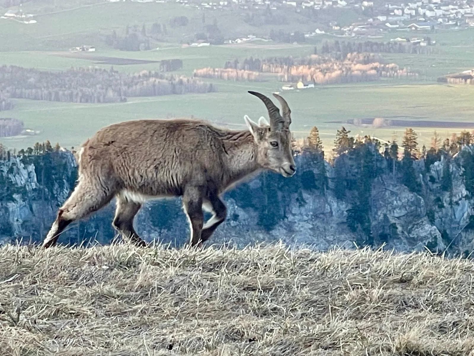 Bouquetin des Alpes au sommet du Creux du Van, profil sur fond de vallée du Val-de-Travers en lumière dorée