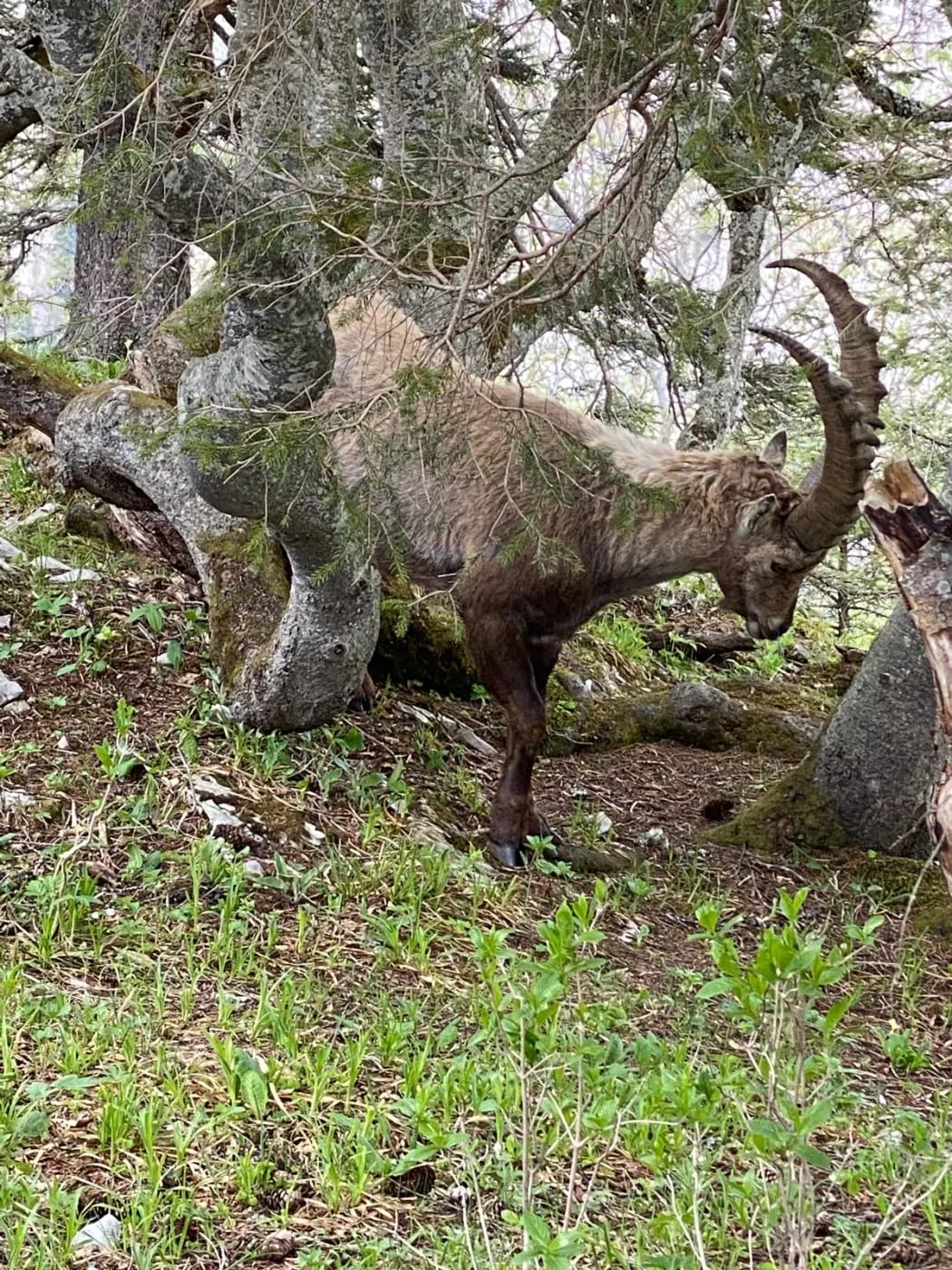Bouquetin tournant la tête vers l'objectif dans le sous-bois de sapins du Creux du Van, lumière filtrée et mousse au sol