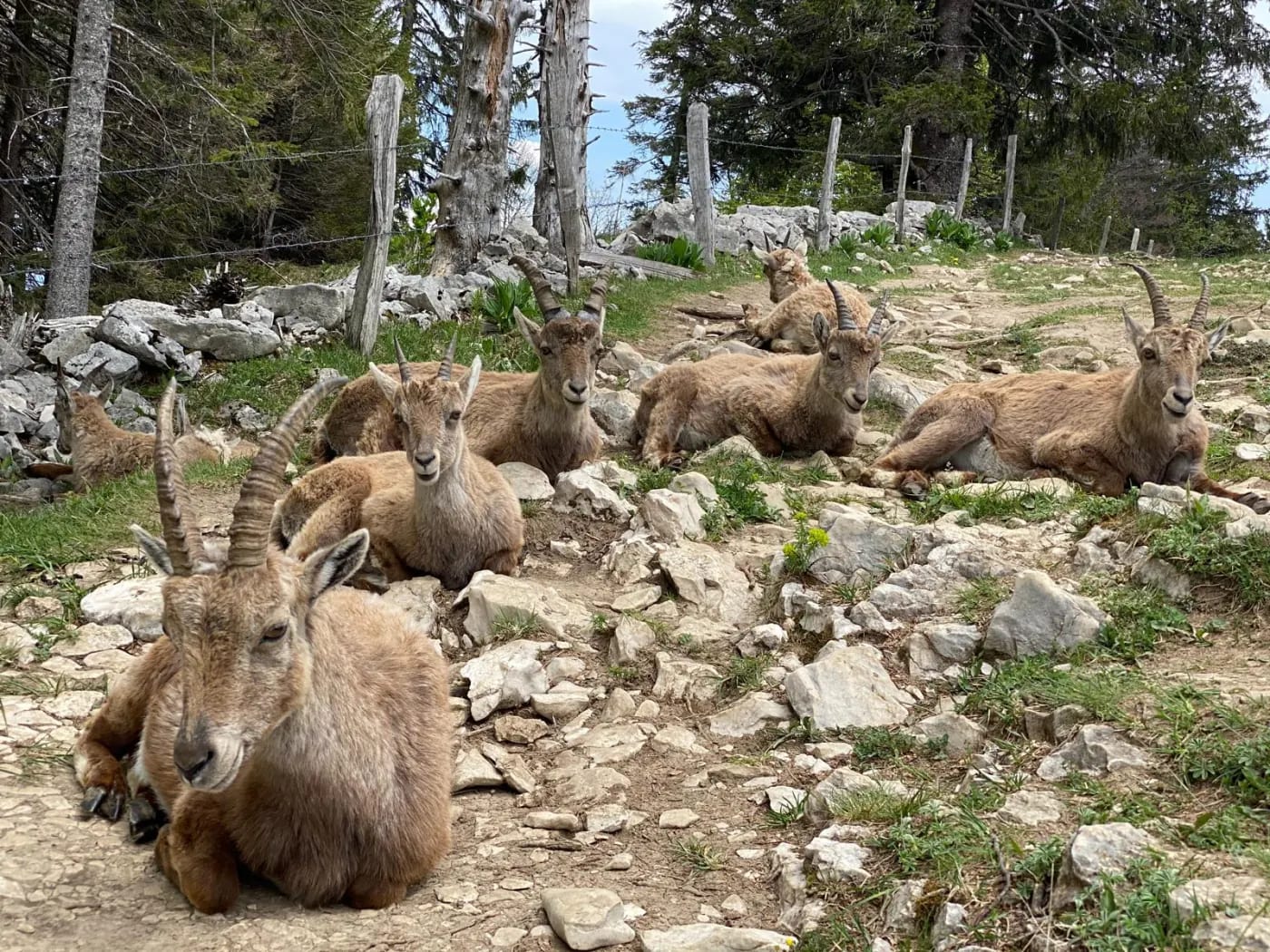 Harde de bouquetins au repos sur la crête du Creux du Van, allongés sur les éboulis et l'herbe rase au printemps