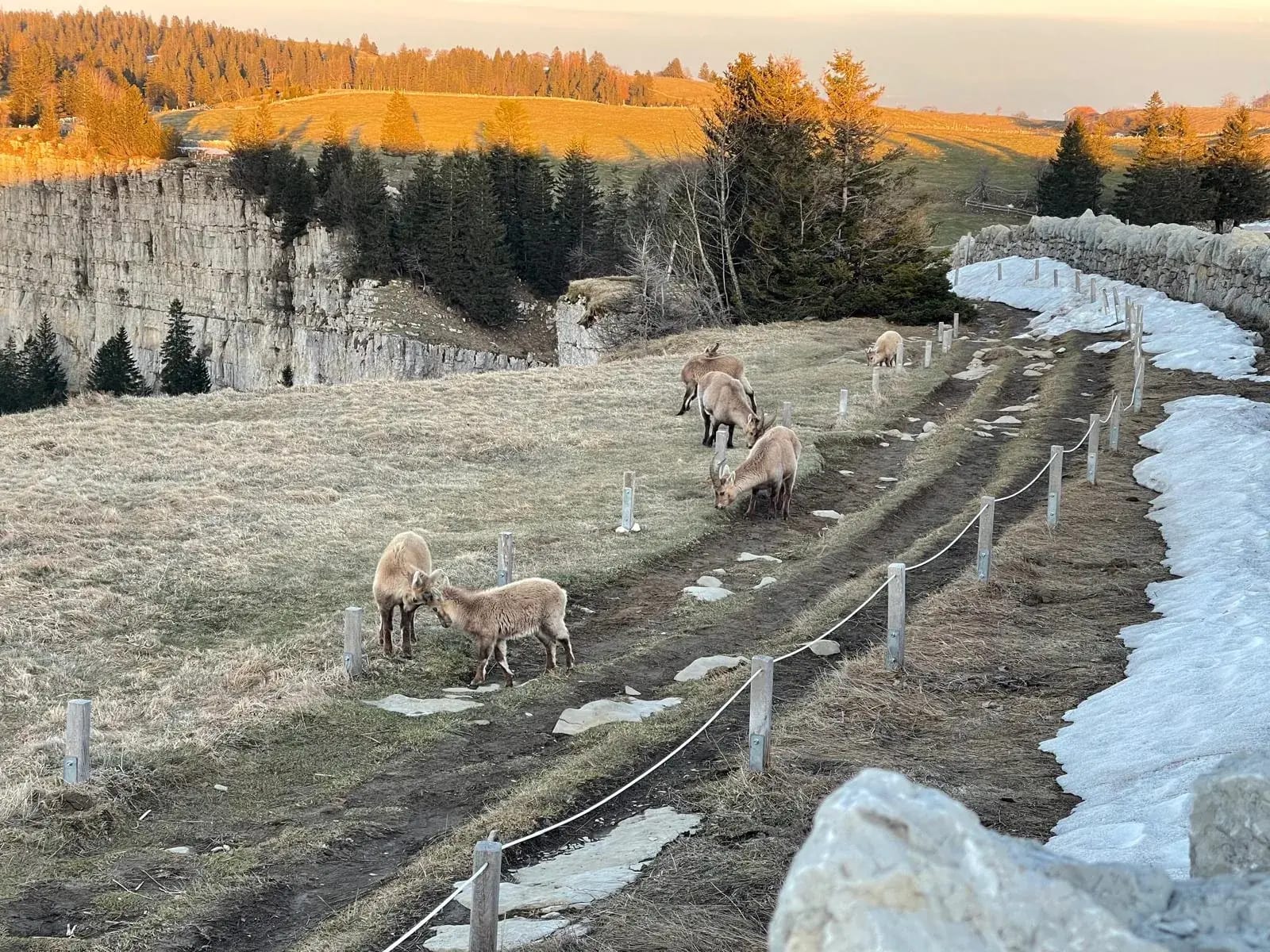 Harde de bouquetins le long du mur de pierres sèches du Creux du Van, neige résiduelle de fin d'hiver et lumière du soir