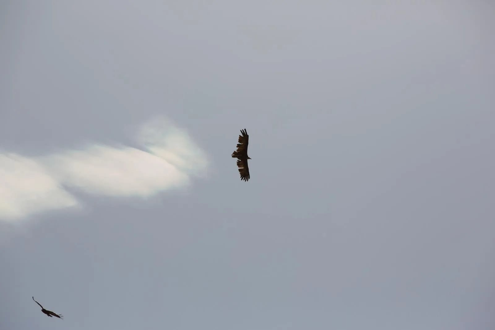 Milan royal cerclant en vol au-dessus d'EssenceCiel, ailes déployées sur un ciel voilé du Val-de-Travers, second rapace au loin