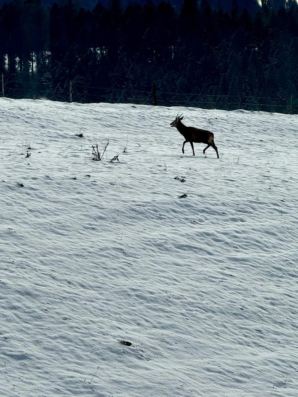 Cerf solitaire traversant un pâturage enneigé du Jura neuchâtelois, faune sauvage du Val-de-Travers