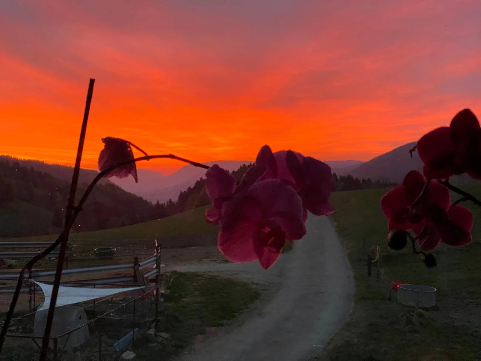 Orchidées en fleur devant un crépuscule orangé sur les hauteurs du Val-de-Travers