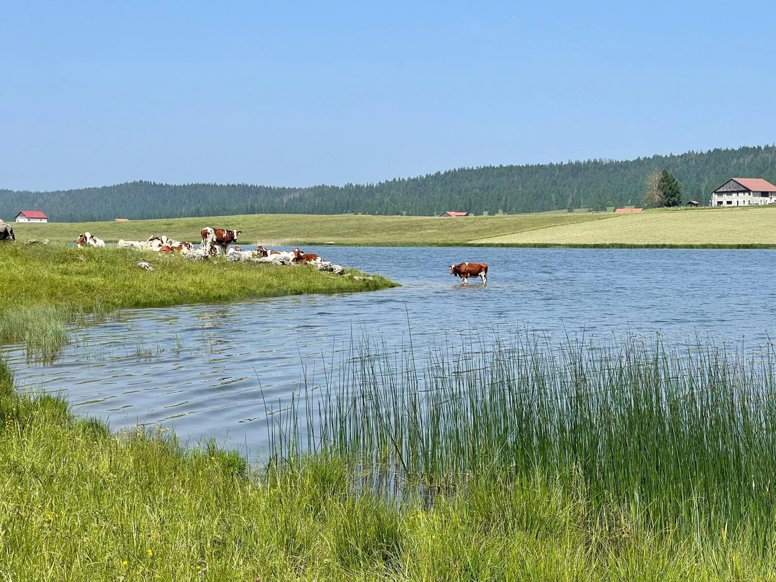 Lac des Taillères à La Brévine — petit lac d'altitude entouré de pâturages, Vallée de La Brévine, Jura neuchâtelois