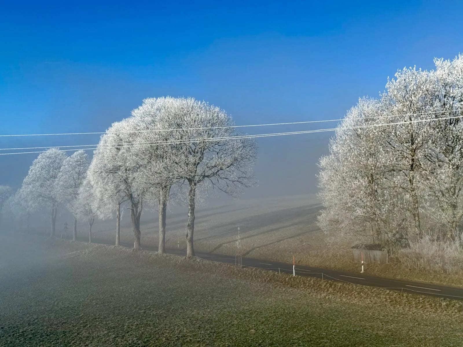 Allée d'arbres givrés dans le Val-de-Travers en hiver, brume matinale et ciel bleu