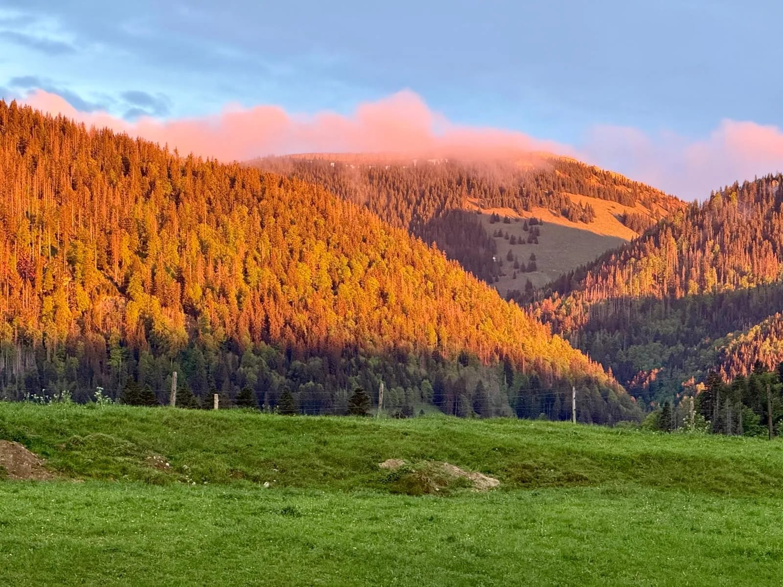 Coucher de soleil sur les sapins du Jura neuchâtelois, lumière dorée vue depuis EssenceCiel